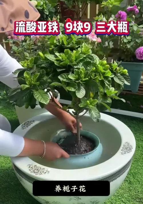 以黄泥土栽种的栀子花（以黄泥土为栽种基质，合理换盆，让栀子花健康茁壮成长）-第3张图片-绿意生活