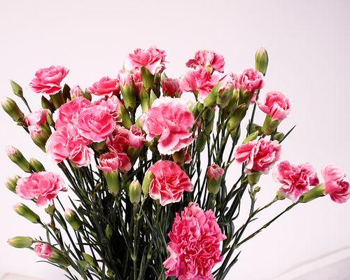多头康乃馨鲜花的养护指南（打造美丽康乃馨花坛，）-第1张图片-绿意生活
