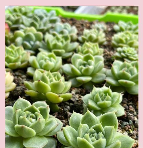 多肉植物夏季换土攻略（打造多肉“清凉地”五步替换营养土）-第1张图片-绿意生活