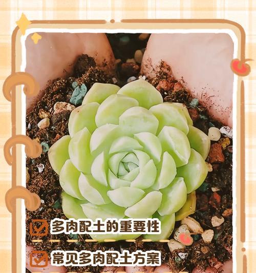 多肉植物夏季换土攻略（打造多肉“清凉地”五步替换营养土）-第2张图片-绿意生活