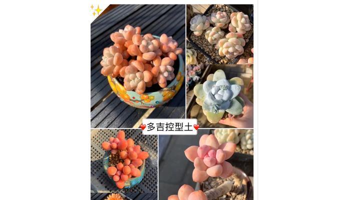 多肉植物夏季换土攻略（打造多肉“清凉地”五步替换营养土）-第3张图片-绿意生活