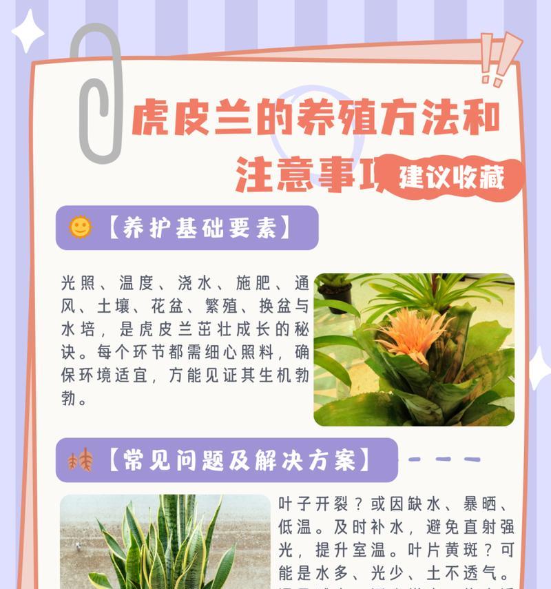 北方养兰的科学浇水技巧（合理浇水，让北方兰花生机盎然）-第1张图片-绿意生活