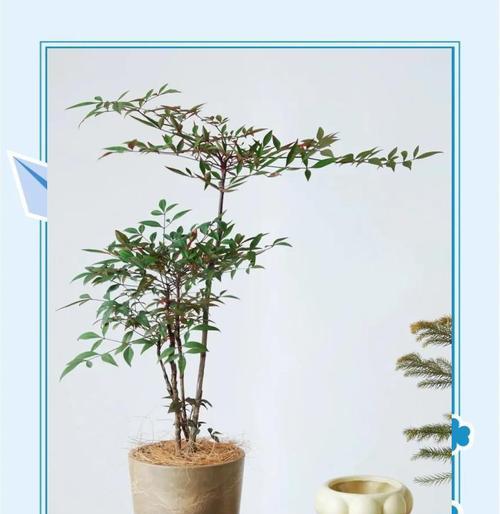 柑橘喜阳还是喜阴？（揭秘柑橘喜阳还是喜阴的真相，你知道吗？）-第3张图片-绿意生活