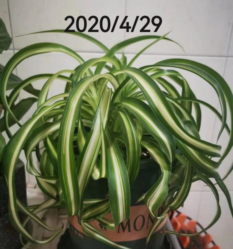 卷叶吊兰的养殖方法与注意事项（打造家居绿植必备的美丽悬挂）-第3张图片-绿意生活