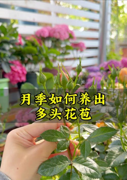 如何成功养护小月季（打造美丽花园的秘诀）-第1张图片-绿意生活