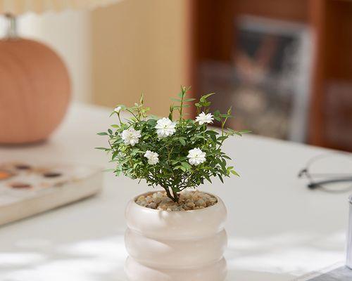 如何成功养护小月季（打造美丽花园的秘诀）-第3张图片-绿意生活