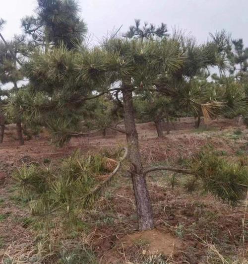 探秘黑松丰富多彩的品种（了解黑松不同品种及特点，为景观设计提供新思路）-第3张图片-绿意生活
