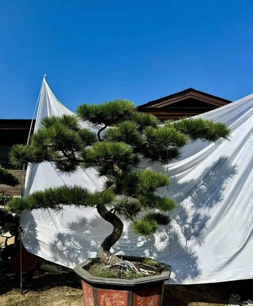 探秘黑松丰富多彩的品种（了解黑松不同品种及特点，为景观设计提供新思路）-第2张图片-绿意生活