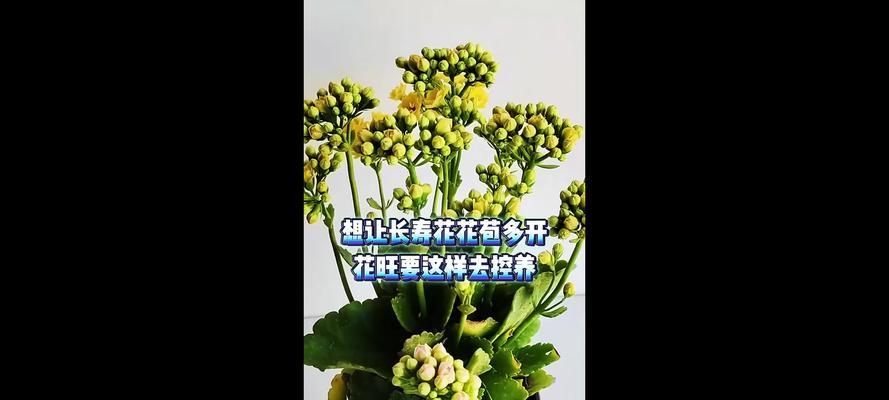 如何养护长寿出花苞了（培育长寿植物绽放美丽花朵的秘诀）-第2张图片-绿意生活