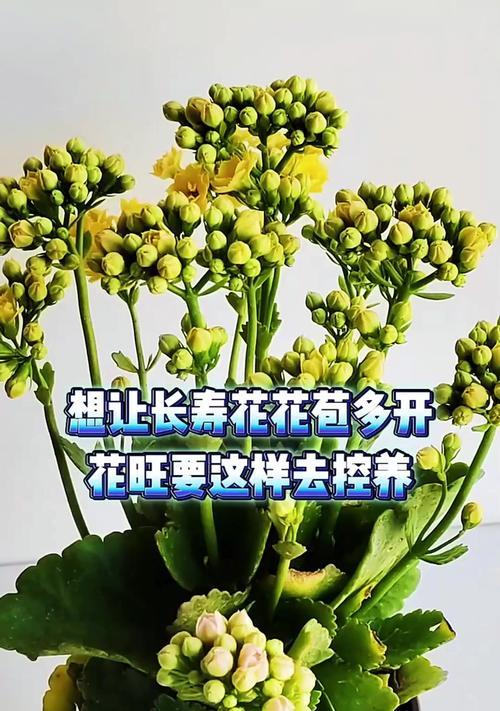如何养护长寿出花苞了（培育长寿植物绽放美丽花朵的秘诀）-第3张图片-绿意生活