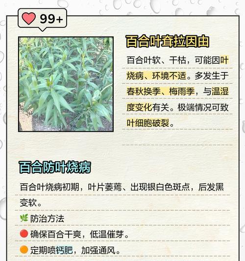 百合叶子卷曲的原因及解决方法（探究百合叶子卷曲的成因，提供解决方法，保持植物的健康生长）-第2张图片-绿意生活