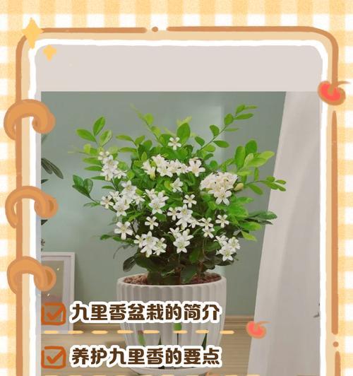 九里香有毒吗？家居养护应注意什么？（了解九里香的毒性，安全养殖九里香植物）-第2张图片-绿意生活
