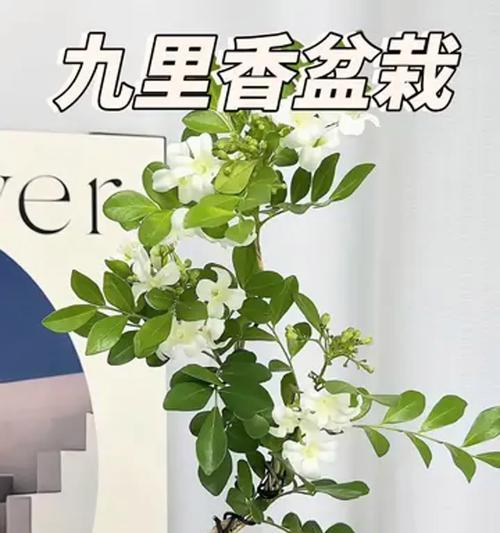 九里香有毒吗？家居养护应注意什么？（了解九里香的毒性，安全养殖九里香植物）-第1张图片-绿意生活
