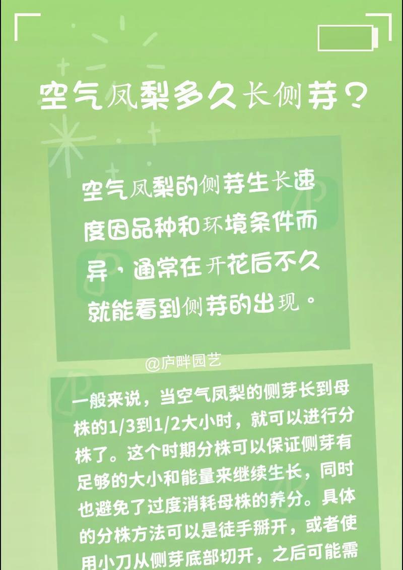空气凤梨花期的时间和特点（了解空气凤梨花期，让你的家更有情调）-第3张图片-绿意生活