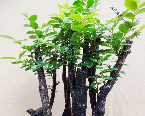 小叶紫檀盆景底部生虫子的处理方法（小叶紫檀盆景底部生虫子的原因及防治措施）-第3张图片-绿意生活