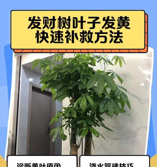 秋季黄叶怎么处理（保护环境从处理秋季黄叶开始）-第3张图片-绿意生活
