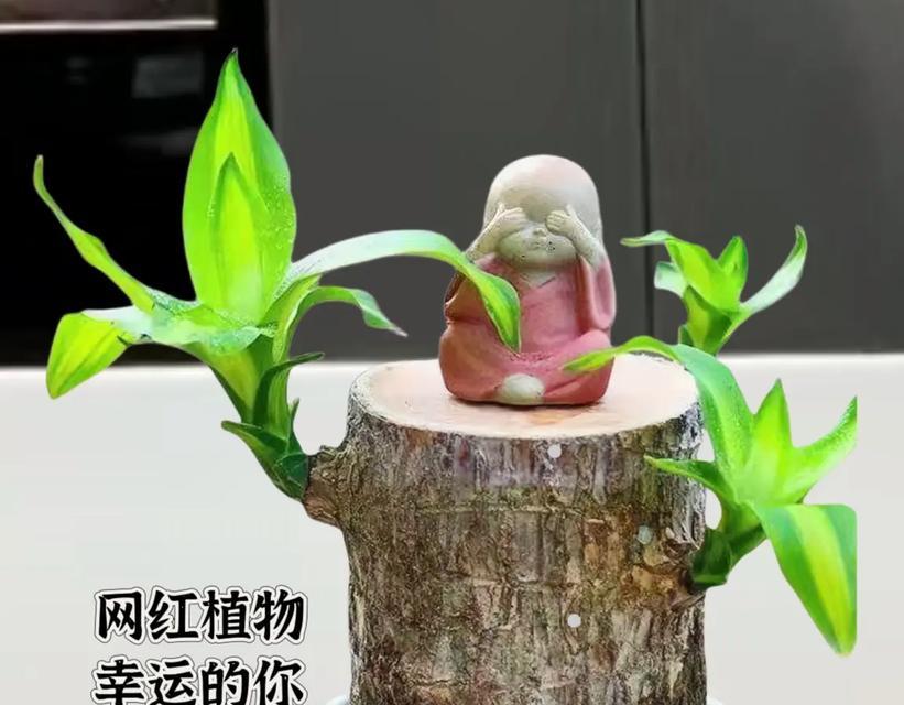 如何养护小盆巴西木（让你的小盆巴西木焕发生机的养护技巧）-第1张图片-绿意生活