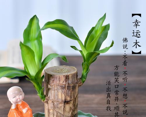 如何养护小盆巴西木（让你的小盆巴西木焕发生机的养护技巧）-第2张图片-绿意生活