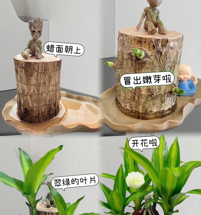 如何养护小盆巴西木（让你的小盆巴西木焕发生机的养护技巧）-第3张图片-绿意生活
