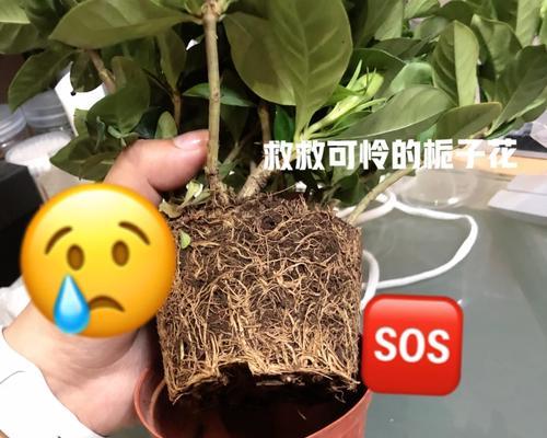 栀子花受虫卵侵害的防治措施（保护栀子花健康成长，远离虫卵侵害）-第2张图片-绿意生活