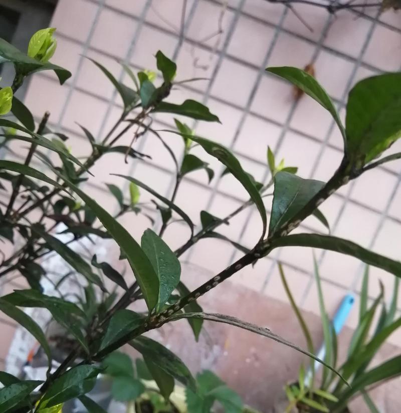 栀子花受虫卵侵害的防治措施（保护栀子花健康成长，远离虫卵侵害）-第3张图片-绿意生活