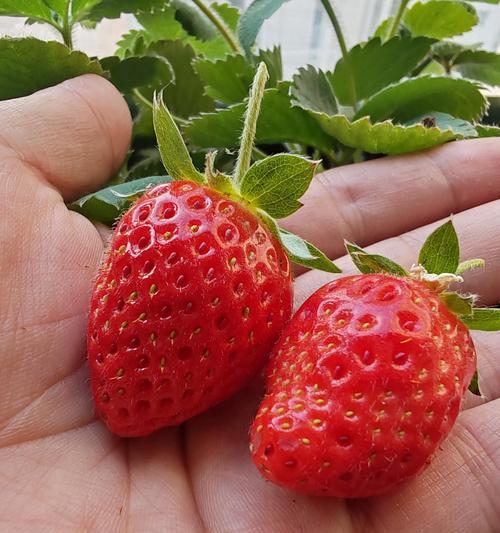 草莓秋天开花的奥秘（探究草莓秋季开花的原因与方法）-第1张图片-绿意生活