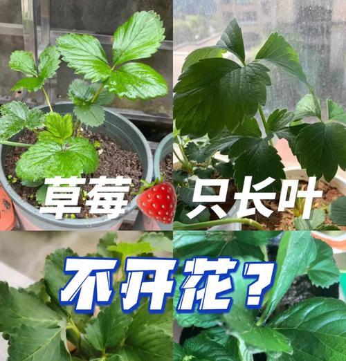 草莓秋天开花的奥秘（探究草莓秋季开花的原因与方法）-第3张图片-绿意生活
