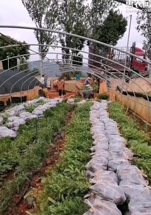 香木的土地栽培指南（解锁种植香木的秘密，助您成功培育香木林园）-第1张图片-绿意生活