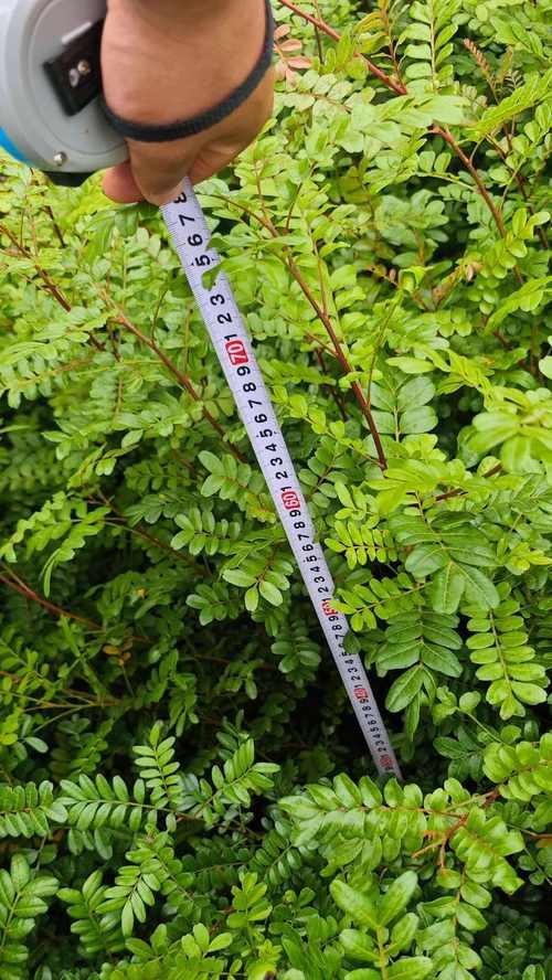 香木的土地栽培指南（解锁种植香木的秘密，助您成功培育香木林园）-第3张图片-绿意生活