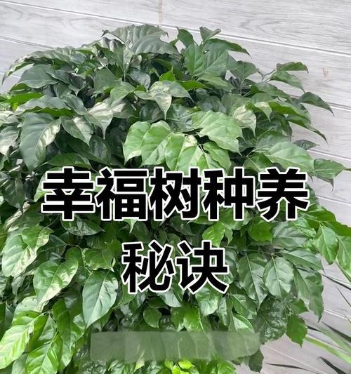 如何培养一棵粗壮的幸福树（养护技巧和关键要点）-第1张图片-绿意生活
