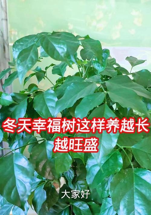 如何培养一棵粗壮的幸福树（养护技巧和关键要点）-第3张图片-绿意生活