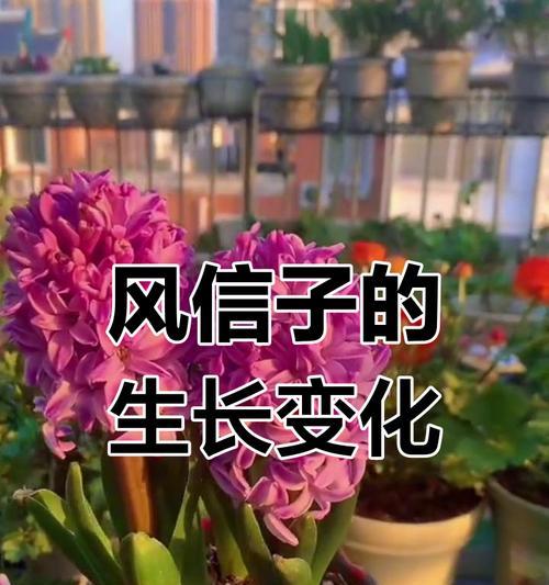 如何加速风信子开花（有效方法和关键因素解析）-第1张图片-绿意生活