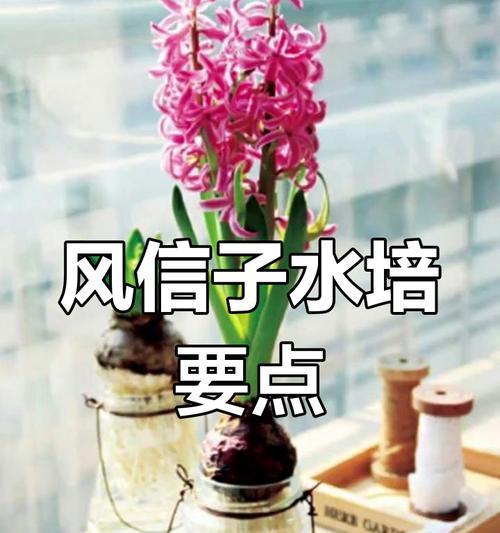 如何加速风信子开花（有效方法和关键因素解析）-第3张图片-绿意生活
