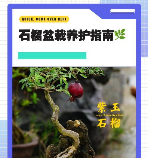 石榴花养护指南（家庭养法，让石榴花盛开于你家）-第3张图片-绿意生活