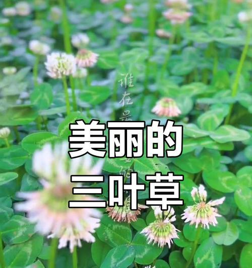 探秘三叶草的生长环境与适宜地点（探究三叶草的生命特性与优越条件）-第1张图片-绿意生活