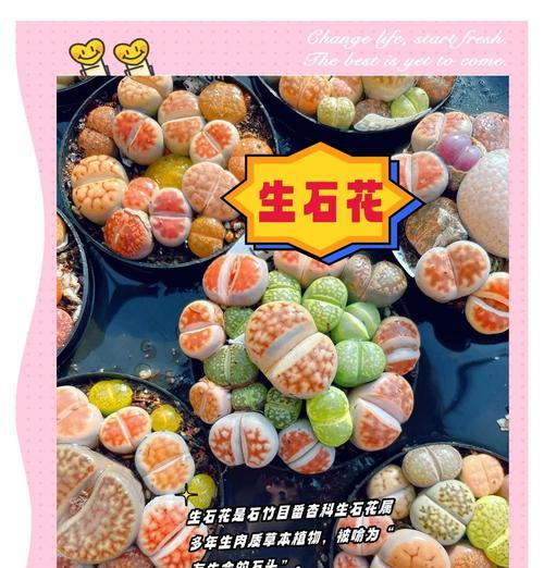 生石花种子的养殖方法详解（打造属于你的石头花园，从种子开始）-第2张图片-绿意生活