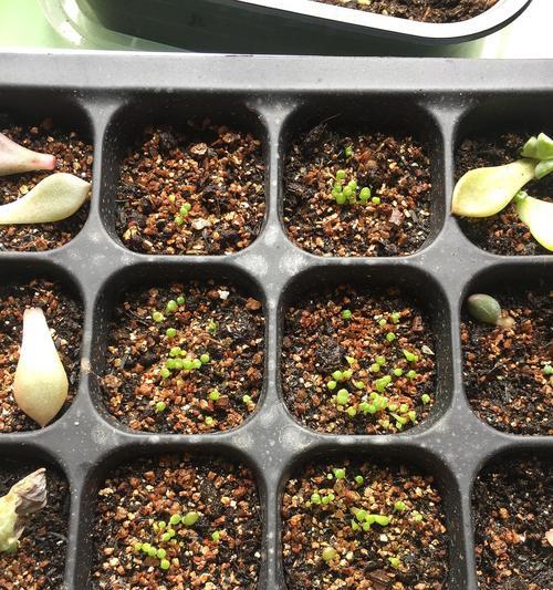 生石花种子的养殖方法详解（打造属于你的石头花园，从种子开始）-第1张图片-绿意生活
