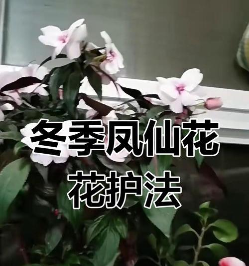 花儿安全过冬的方法（保护花朵免受寒冷侵害的关键技巧）-第3张图片-绿意生活