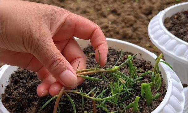 花儿安全过冬的方法（保护花朵免受寒冷侵害的关键技巧）-第2张图片-绿意生活