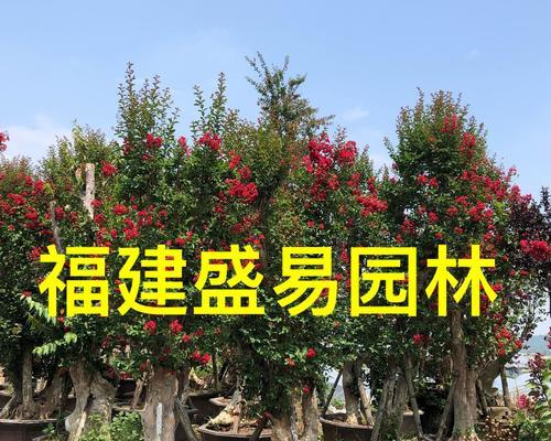 探秘紫微怎样养护（了解紫微怎样养护，打造繁花似锦的庭园）-第1张图片-绿意生活
