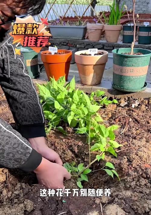 炮仗花叶子枯萎的原因及防治方法（探究炮仗花叶子枯萎的成因，提供有效的预防和治疗方法）-第1张图片-绿意生活