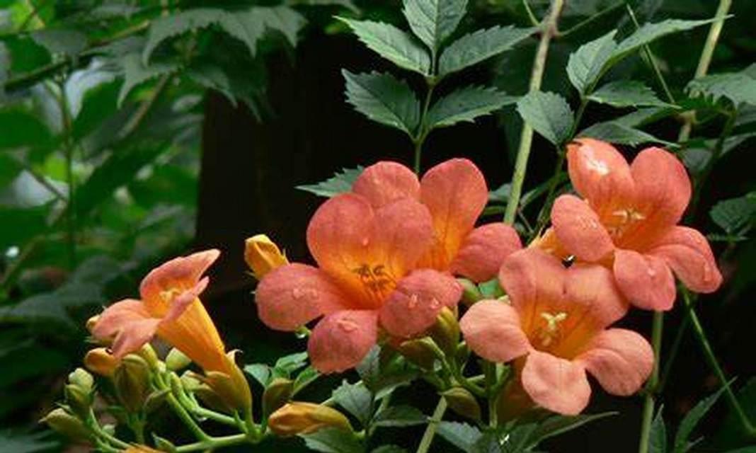 炮仗花叶子枯萎的原因及防治方法（探究炮仗花叶子枯萎的成因，提供有效的预防和治疗方法）-第3张图片-绿意生活