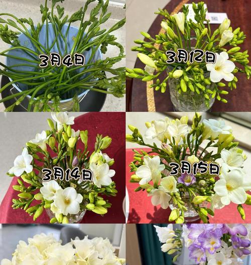 以香雪兰怎么繁殖？（详细指南帮你成功繁殖香雪兰）-第2张图片-绿意生活