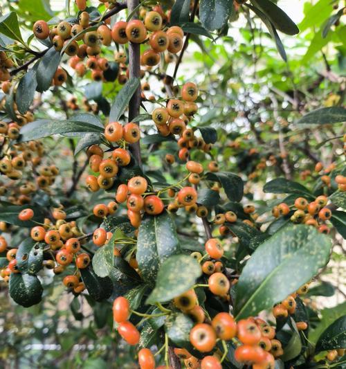 如何让火棘开花结果（种植技巧及关键要素）-第3张图片-绿意生活