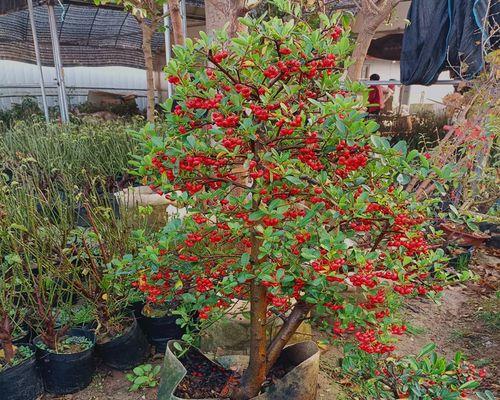如何让火棘开花结果（种植技巧及关键要素）-第2张图片-绿意生活