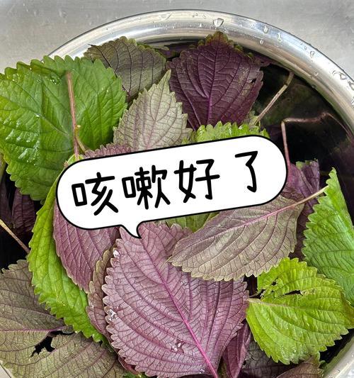紫苏叶子的营养与健康功效（探索紫苏叶子的多种食用方式）-第1张图片-绿意生活