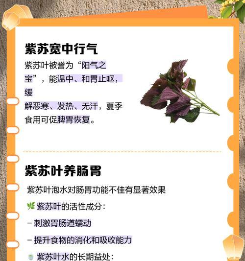 紫苏叶子的营养与健康功效（探索紫苏叶子的多种食用方式）-第3张图片-绿意生活