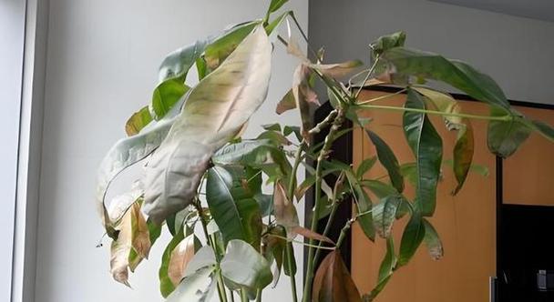 如何挽救干枯的家里发财树（解决家里发财树干枯问题的有效方法）-第3张图片-绿意生活