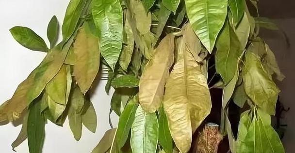 如何挽救干枯的家里发财树（解决家里发财树干枯问题的有效方法）-第1张图片-绿意生活