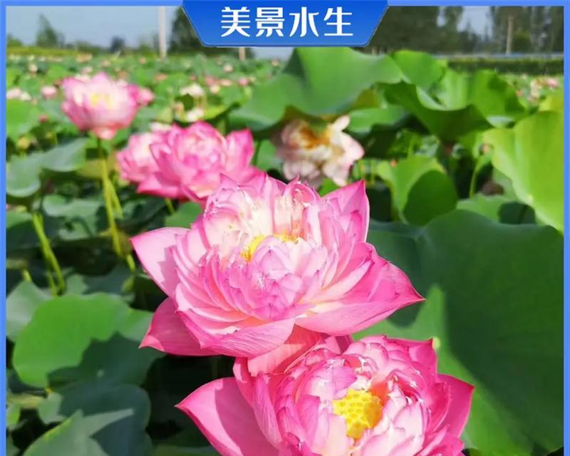 以家养观赏荷花，打造私家花园的小技巧（种植荷花，营造家庭花园的美丽景致）-第1张图片-绿意生活
